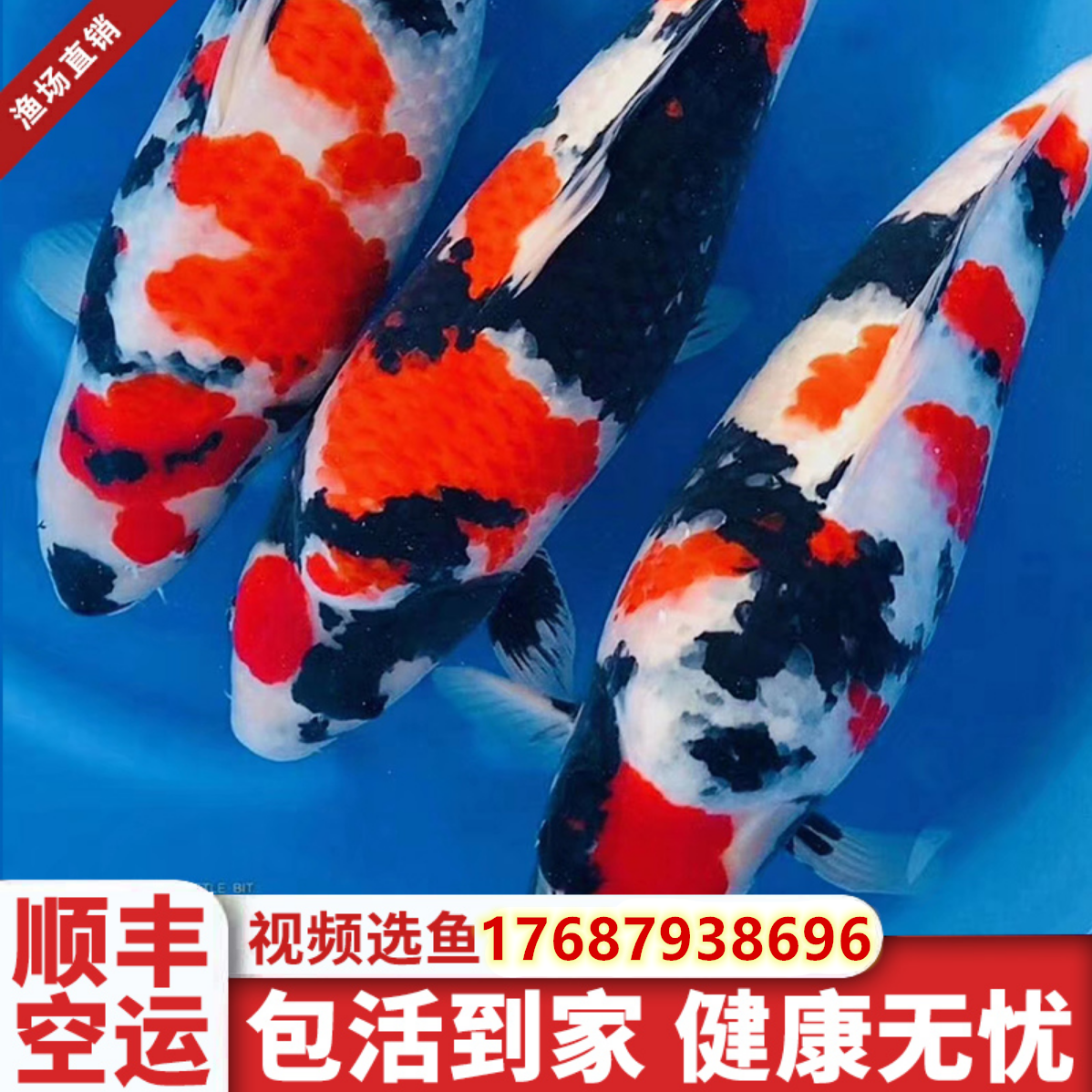 进口纯种锦鲤红白丹顶昭和包活
