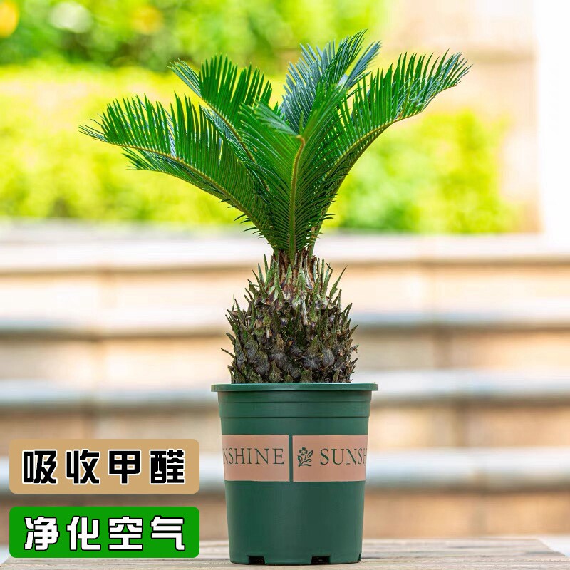 铁树盆栽小苏铁苗客厅办公室净化空气大植物吸除甲醛绿植公母一对