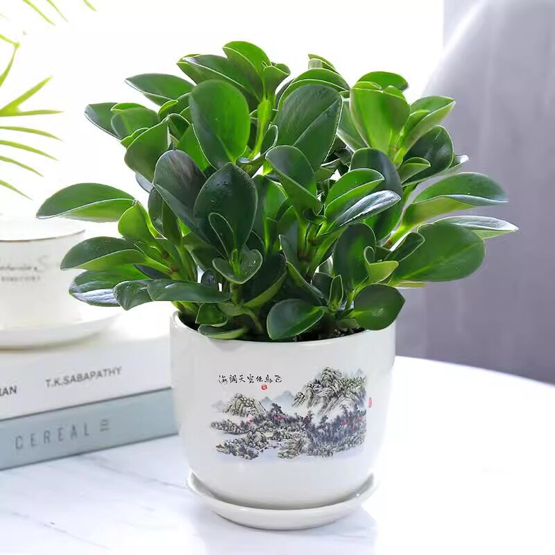 豆瓣绿多肉植物盆栽吸二手烟室内客厅桌面绿植碧玉水培植物花卉