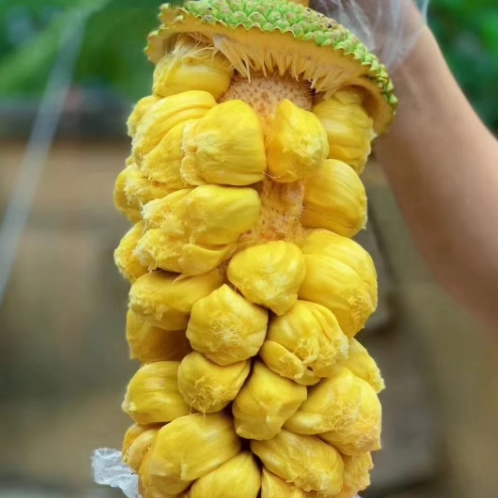 直播选果 海南新鲜榴莲蜜  1-10斤