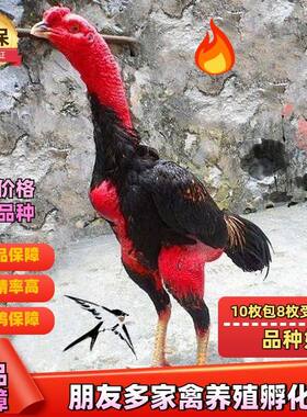 纯种越南斗鸡小鸡中原盖沙咬鸡泰国斗鸡活体受精蛋可孵化种蛋包邮