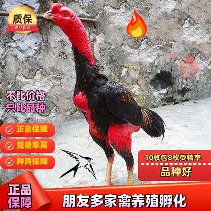 纯种越南斗鸡小鸡中原盖沙咬鸡泰国斗鸡活体受精蛋可孵化种蛋包邮