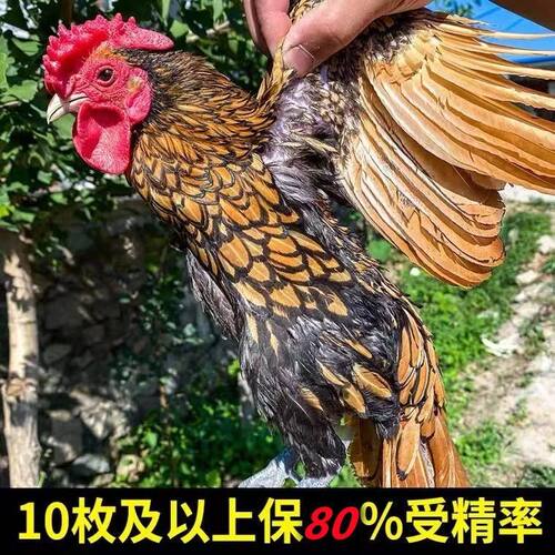 纯种波兰鸡种蛋受精蛋可孵化种蛋小体型观赏鸡10枚包邮帽子宠物鸡