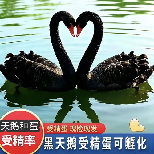 私家公园景区观赏用黑白天鹅种蛋受精蛋可孵化种蛋新鲜6个包邮