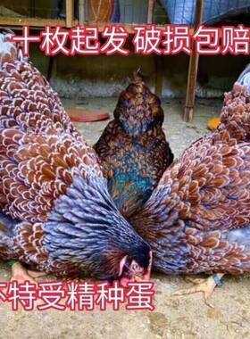 纯种鱼鳞鸡种蛋受精蛋可孵化种蛋大体型宠物鸡观赏鸡梵天怀特多恩