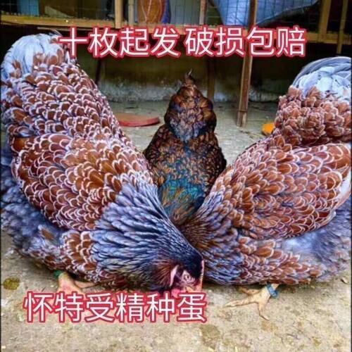 纯种鱼鳞鸡种蛋受精蛋可孵化种蛋大体型宠物鸡观赏鸡梵天怀特多恩