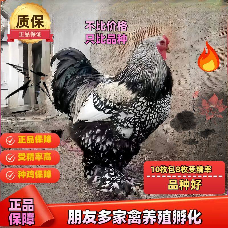 纯种巨型婆罗门鸡种蛋受精蛋可孵鸡蛋