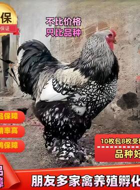 纯种巨型婆罗门鸡种蛋受精蛋可孵化种蛋大体型宠物鸡观赏鸡梵天鸡