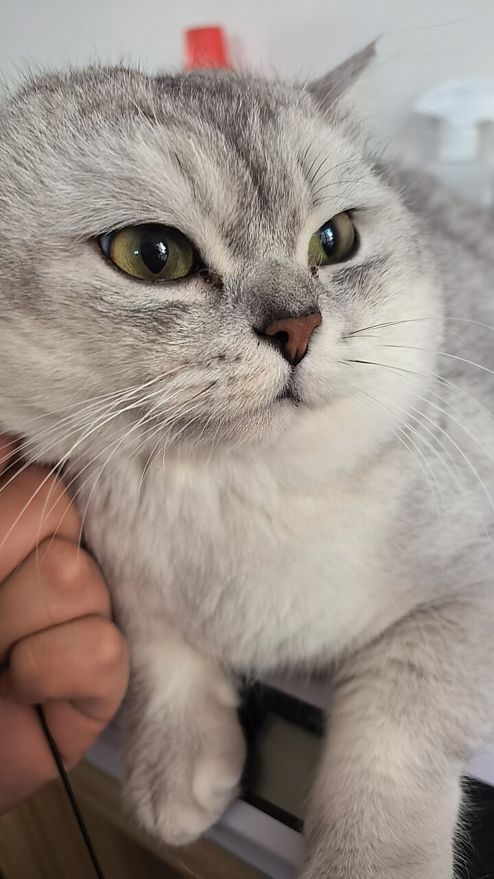 纯种英短银渐层猫包子脸金渐层猫矮脚猫银点幼猫宠物猫咪活体活物