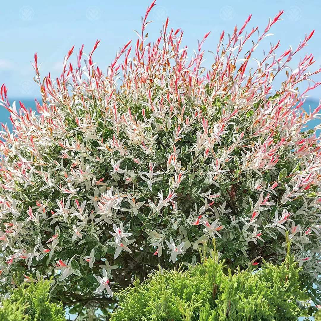 彩叶杞柳盆栽2加仑大苗多年生花镜庭院阳台叶灌木耐寒耐热包邮