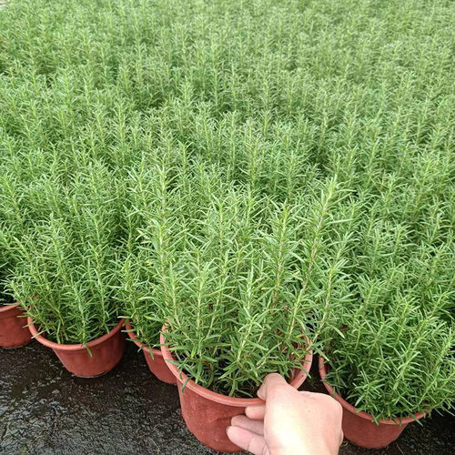 新鲜可食用多年生牛排香草植物