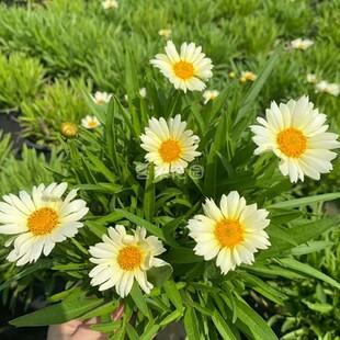 大花矮生金鸡菊小闹钟盆栽多年生耐寒耐热宿根花卉多季节开花星云