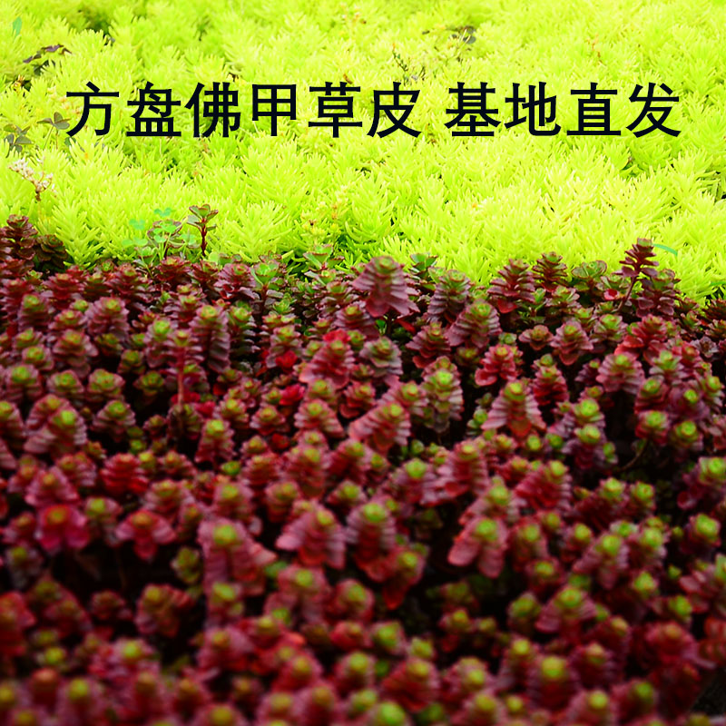 耐寒耐热耐踩踏草皮佛甲草欧石竹图片