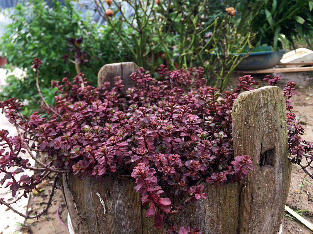 胭脂红景天苔米花园 花园低矮的地被植物 耐热耐寒耐晒耐旱低维护