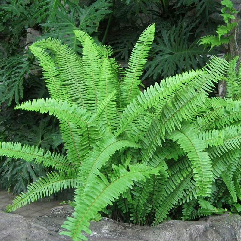 多年生耐寒观叶绿植花园蕨类阳台