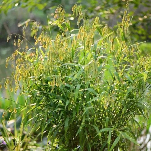 小盼草盆栽多年生耐寒耐热花飘逸