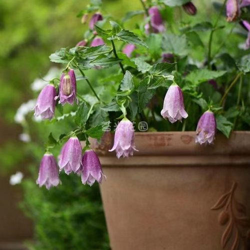 紫斑风铃草宿根矮生耐寒耐热