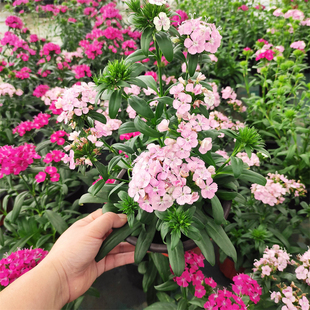 绣球石竹霹雳石竹盆栽多年生开花不断庭院阳台花镜耐热耐寒花卉