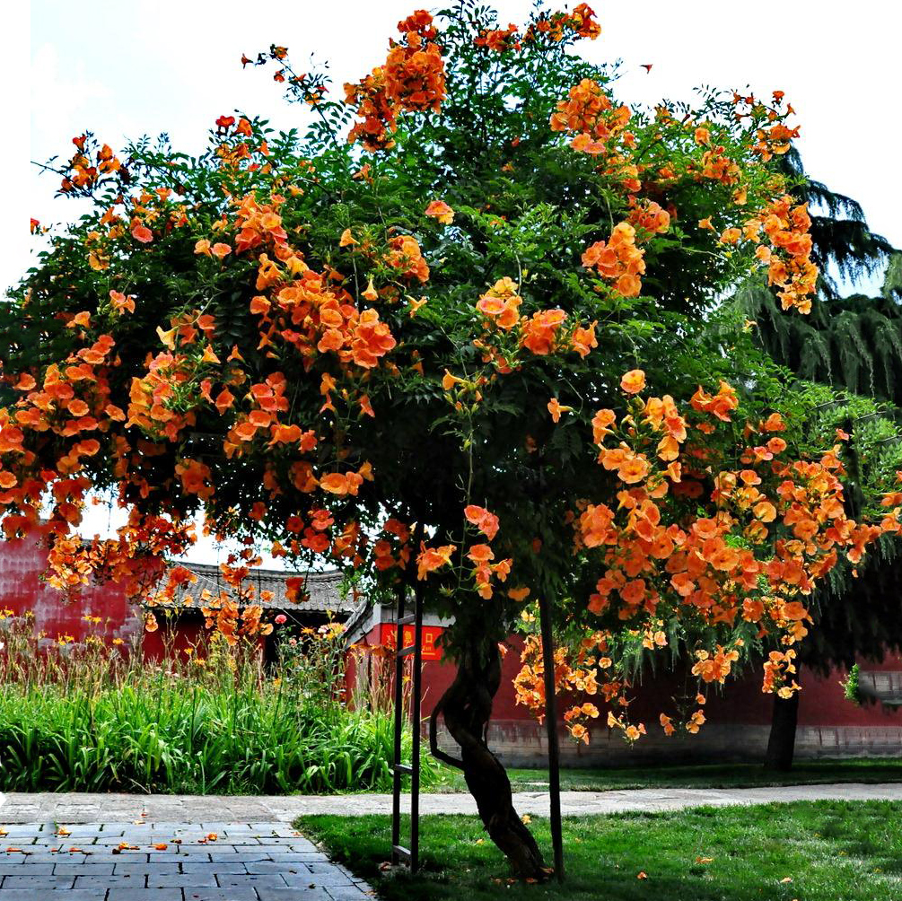 凌霄花多年生耐寒耐热爬藤植物