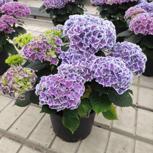 大花绣球无尽夏盆栽庭院阳台花苗多年生木本花卉带花八仙花包邮