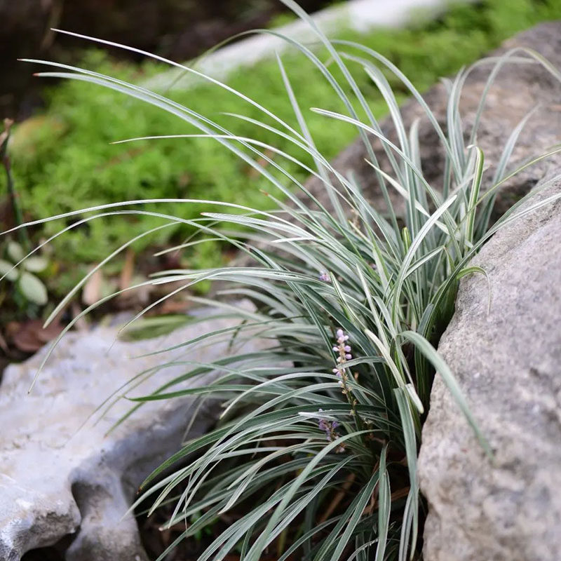 银边麦冬盆栽 庭院观赏草 花镜多年生耐阴耐寒耐晒常绿银白色植物