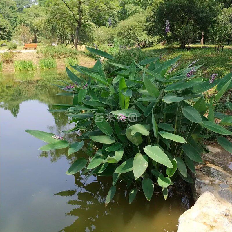 再力花盆栽水塘池塘庭院室外鱼池水生植物挺水植物多年生耐寒耐热