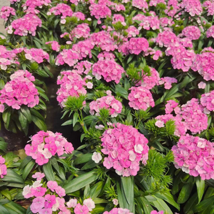 霹雳石竹盆栽绣球石竹多年生开花不断庭院阳台花镜耐热耐寒花卉