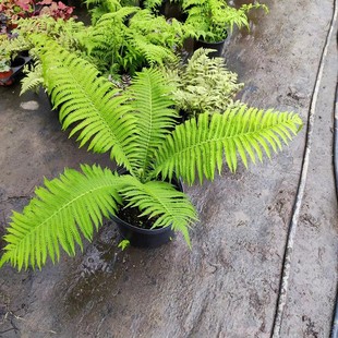 苔米花园 大型观叶蕨类植物 非常耐寒蕨类东方荚果蕨盆栽 喜阴