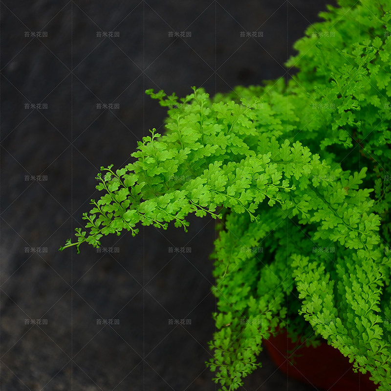 蕾丝蕨吊兰盆栽蕨类植物棉花糖羽叶蕨类室内净化空气北欧网红绿植