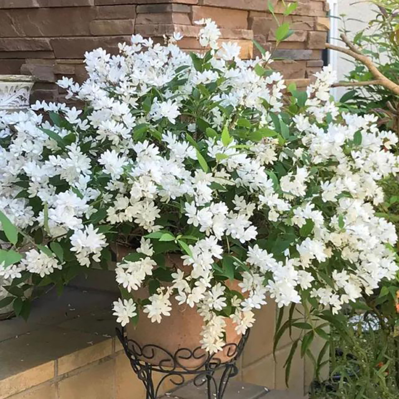 【多花溲疏】冰生雪球草莓田雪樱花多年生耐寒耐热花卉花量大好养 鲜花速递/花卉仿真/绿植园艺 绣球/木绣球/木本植物 原图主图