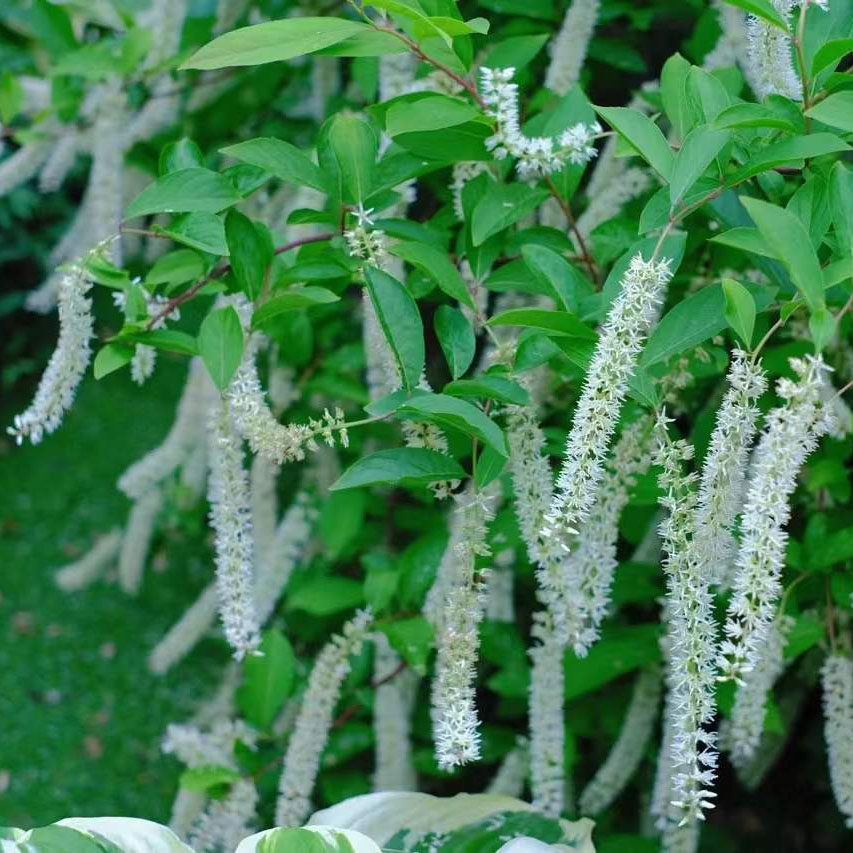 荷兰鼠刺2加仑大苗弗森虎耳花镜彩叶灌木耐寒耐热多年生庭院包邮