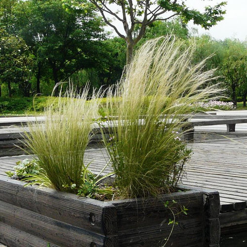 墨西哥适应性强好看飘逸观赏草