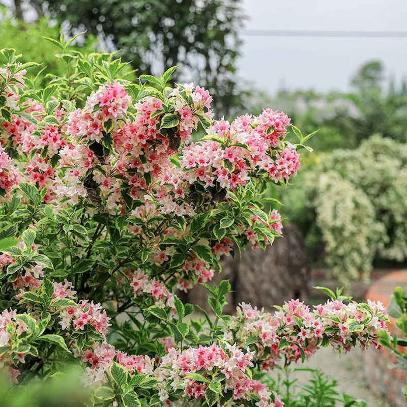 2加仑精品花叶锦带花红王子锦带花花园花镜庭院阳台耐热耐寒多季