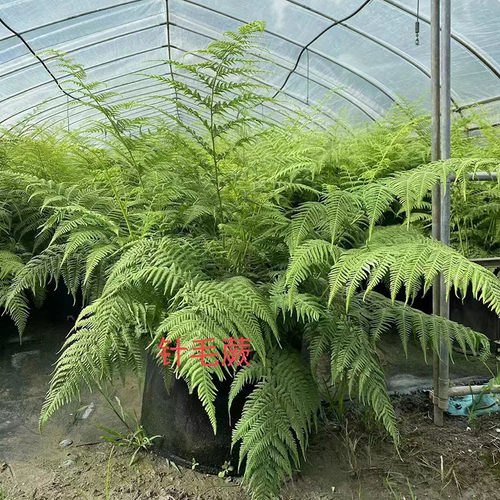 耐寒耐阴蕨类植物造景庭院盆栽