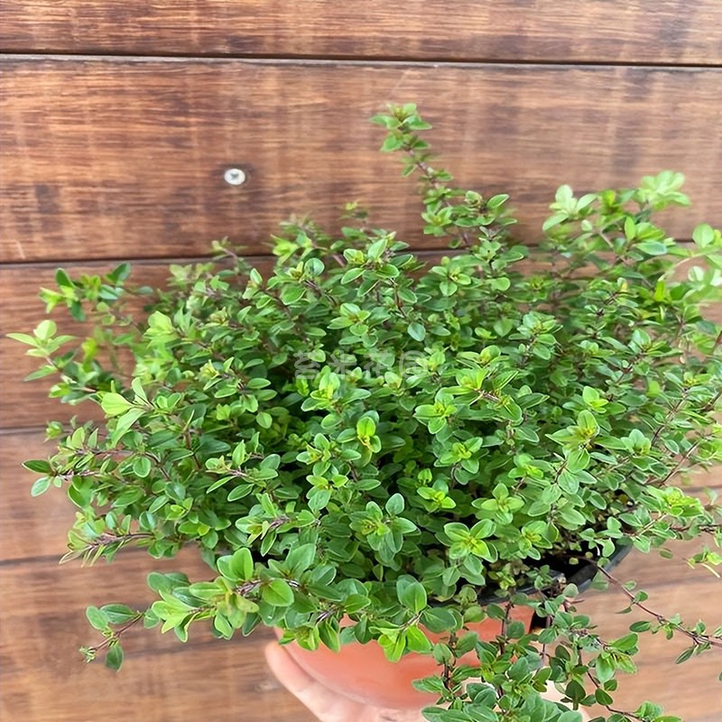 百里香盆栽可食用香草植物