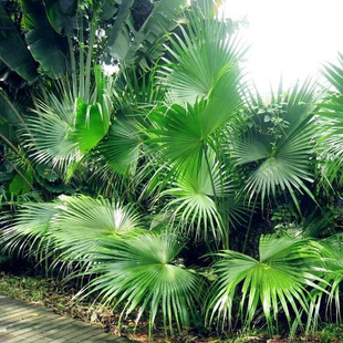 室内观叶绿植大叶蒲葵盆栽耐寒耐热阴生花园观叶植物庭院花镜花卉