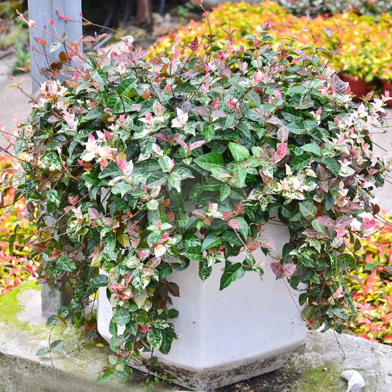 苔米的花园黄金络石五彩地被植物