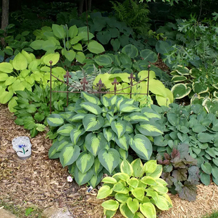 阴生花园花叶玉簪花苗盆栽耐阴耐寒多年生宿根庭院阳台观叶植物