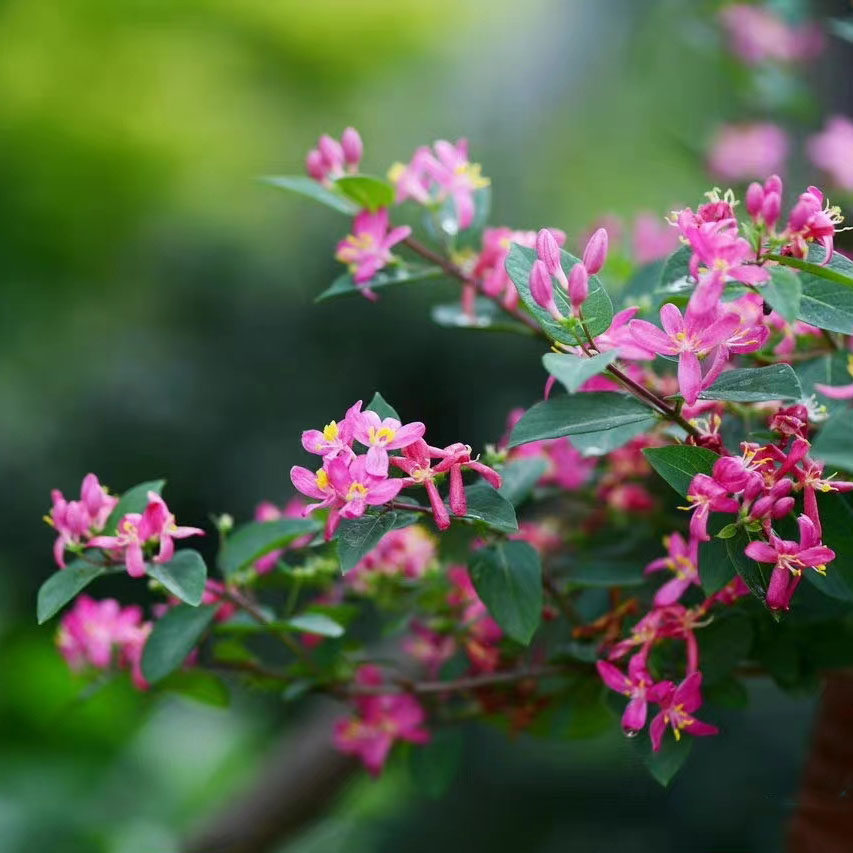 蓝叶忍冬盆栽树苗多年生灌木耐寒耐热阳台庭院地栽绿篱笆花境植物