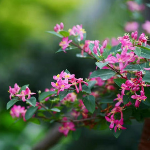 蓝叶忍冬盆栽树苗多年生灌木耐寒耐热阳台庭院地栽绿篱笆花境植物
