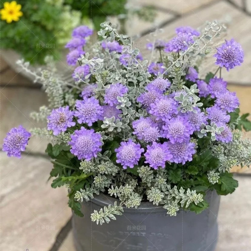 高加索蓝盆花盆栽松虫草轮峰菊多年生耐寒耐热阳台庭院开花植物 鲜花速递/花卉仿真/绿植园艺 时令草本花卉 原图主图