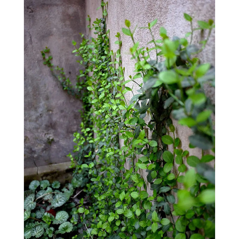 爬藤植物小叶扶芳藤盆栽多年生耐旱耐荫四季变色常绿阴生花园推荐