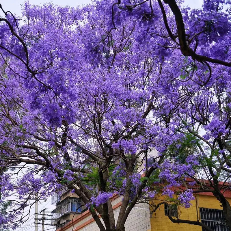 蓝花楹 多年生高大乔木 多年生喜温不耐寒开花植物 蓝色的花絮