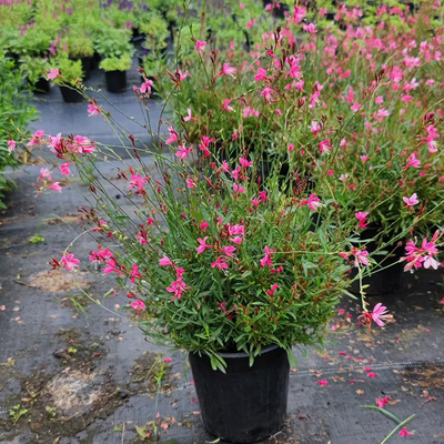 千鸟花盆栽山桃草紫叶耐寒庭院