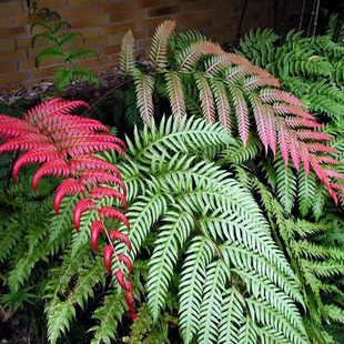 胎生狗脊蕨阴生花园植物苔米花园 耐旱耐荫庭院阳台大型蕨类植物