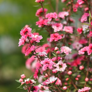 耐寒澳洲红梅松红梅小叶寒梅腊梅盆栽带花阳台庭院四季常绿植物