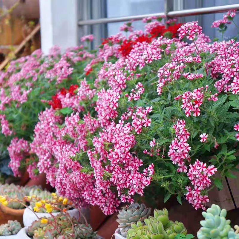 多色美女樱四季开花不断美女樱花卉阳台庭院植物多彩多色草花盆栽