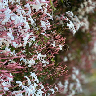 多花素馨盆栽多年生庭院爬藤开花植物耐阴耐热非常浓香多次开花