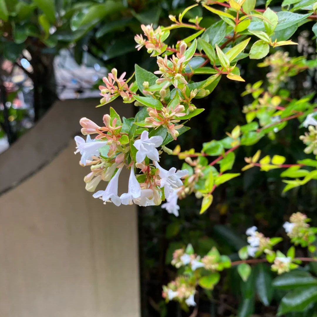 万花筒大花六道木盆栽耐寒耐热常绿多年生庭院阳台矮生灌木花镜
