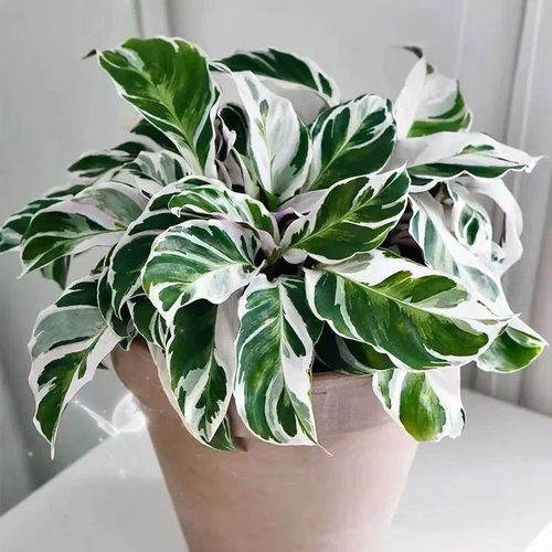 新品观叶绿植白油画竹芋